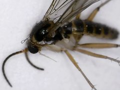 Mycetophilidae