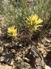 Castilleja angustifolia
