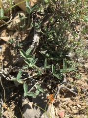Trifolium gymnocarpon