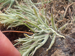 Castilleja pilosa