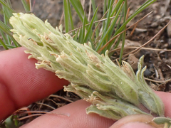 Castilleja pilosa