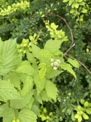 Rubus