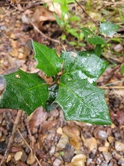 Alchornea ilicifolia