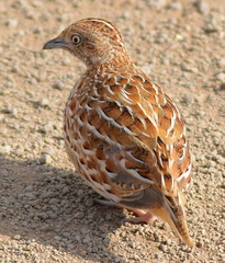 Turnix sylvaticus