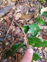 Alchornea ilicifolia