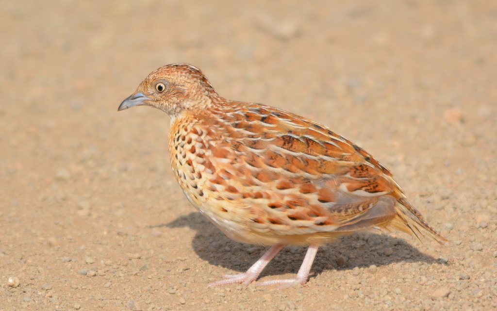Small Buttonquail photo