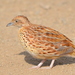 Common Buttonquail - Photo (c) copper, some rights reserved (CC BY-NC), uploaded by copper