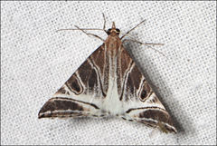 Phrataria replicataria