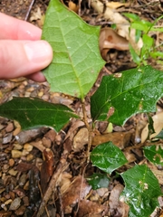 Alchornea ilicifolia