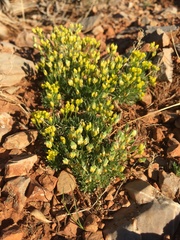 Draba oligosperma