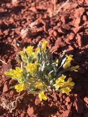 Physaria reediana