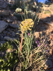Ipomopsis spicata spicata