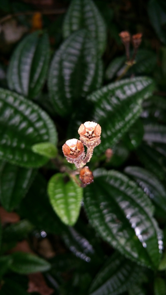Gravesia mangorensis