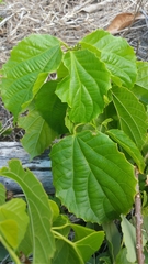 Alchornea