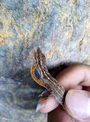Anolis unilobatus