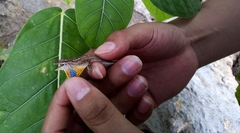 Anolis unilobatus
