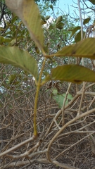 Pachypodium decaryi image