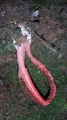 Clathrus