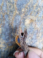 Anolis unilobatus