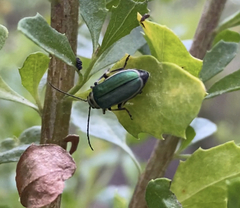 Trirhabda flavolimbata