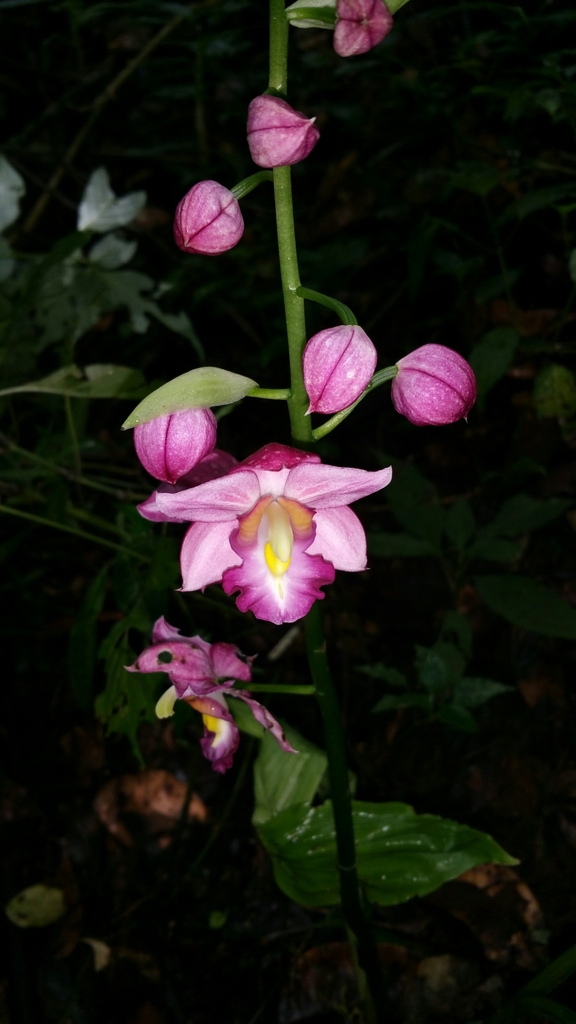 Calanthe humblotii