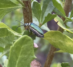 Trirhabda flavolimbata