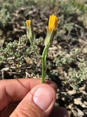 Crepis modocensis