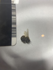 Apis mellifera