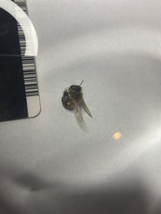 Apis mellifera
