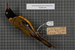 Western Oriole photo 3