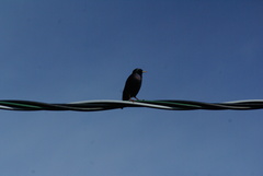 Sturnus vulgaris