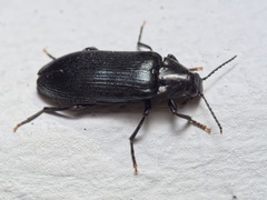 Melandrya caraboides