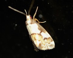 Philenora chionastis