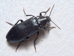 Melandrya caraboides