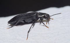Melandrya caraboides