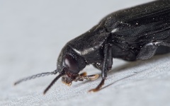 Melandrya caraboides