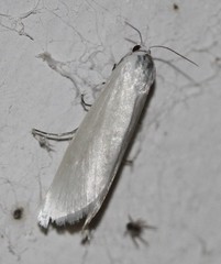 Scirpophaga