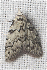 Nola melanogramma