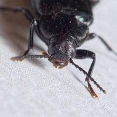 Melandrya caraboides