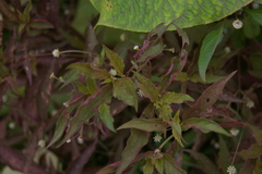 Alternanthera echinocephala