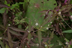 Alternanthera echinocephala