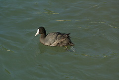 Fulica atra