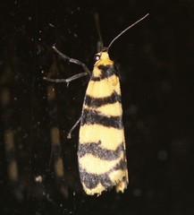 Scaptesyle equidistans