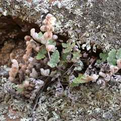 Cheilanthes lasiophylla