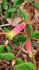 Correa reflexa speciosa