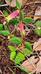 Correa reflexa speciosa