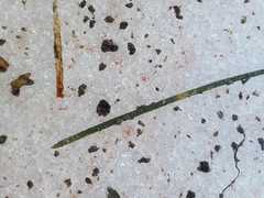 Chlamydomonas nivalis