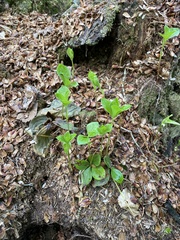 Lysimachia europaea