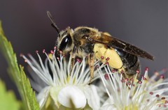 Andrena crataegi