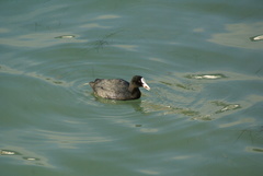 Fulica atra